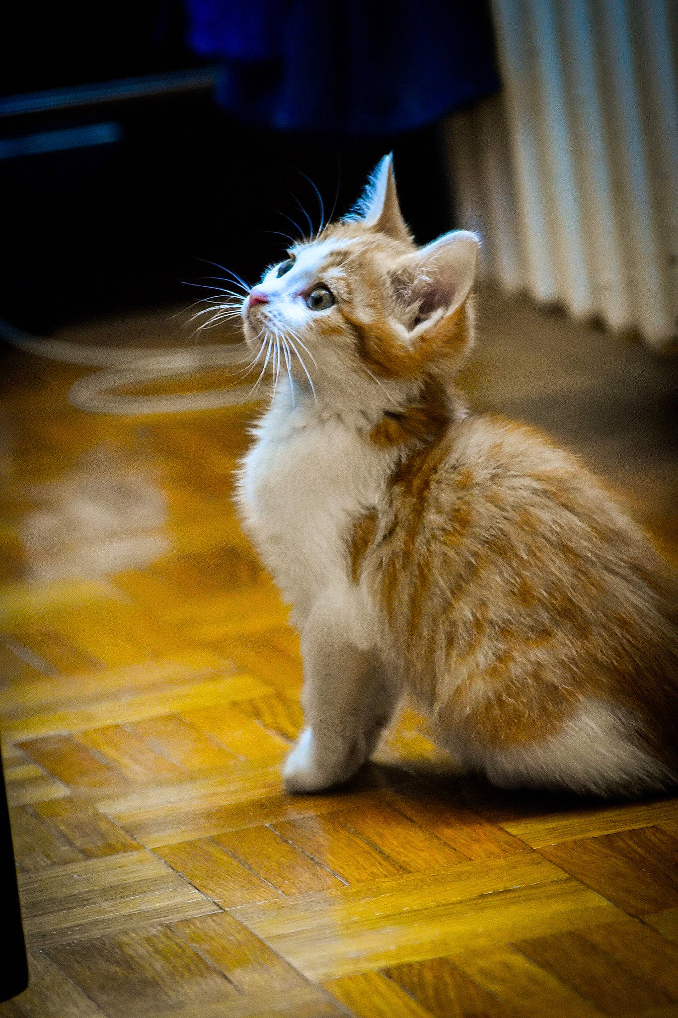 Rocky a rejoint le concours — aidez-le/la à gagner de superbes lots ! aegean_cat, asian, carnivore, cat, european_shorthair, fawn, felidae, floor, fur, kitten, mammal, munchkin, norwegian_forest_cat, ragamuffin, small_to_medium_sized_cats, tail, turkish_angora, turkish_van, whiskers, wood