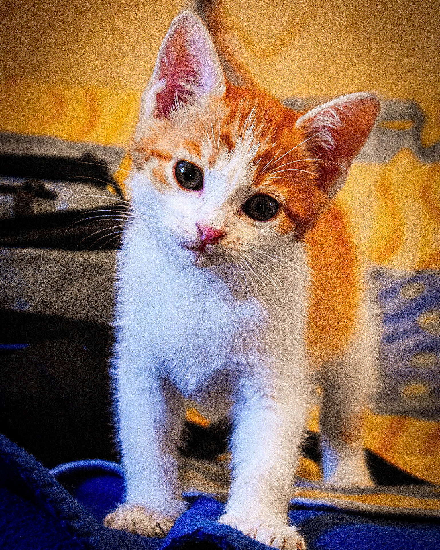 Rocky participe au concours pour gagner de l'argent avec cette photo : aegean_cat, american_wirehair, carnivore, cat, domestic_short_haired_cat, european_shorthair, fawn, felidae, fur, kitten, mammal, ojos_azules, paw, polydactyl_cat, small_to_medium_sized_cats, snout, turkish_angora, turkish_van, vertebrate, whiskers