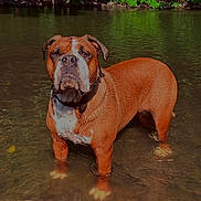 Uguette a rejoint le concours — aidez-le/la à gagner de superbes lots ! alert, animal, brown, canine, collar, daylight, dog, fur, greenery, leaves, mammal, nature, outdoor, pet, river, shallow_water, standing, water, wet, white