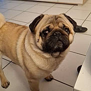 Milow participe au concours pour gagner de l'argent avec cette photo : dog, pug, pet, indoor, floor, tile, animal, cute, looking_up, mammal, companion, domestic, fur, small_dog, face, ears, black_nose, standing, paw, expression