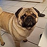 dog, pug, pet, indoor, floor, tile, animal, cute, looking_up, mammal, companion, domestic, fur, small_dog, face, ears, black_nose, standing, paw, expression
