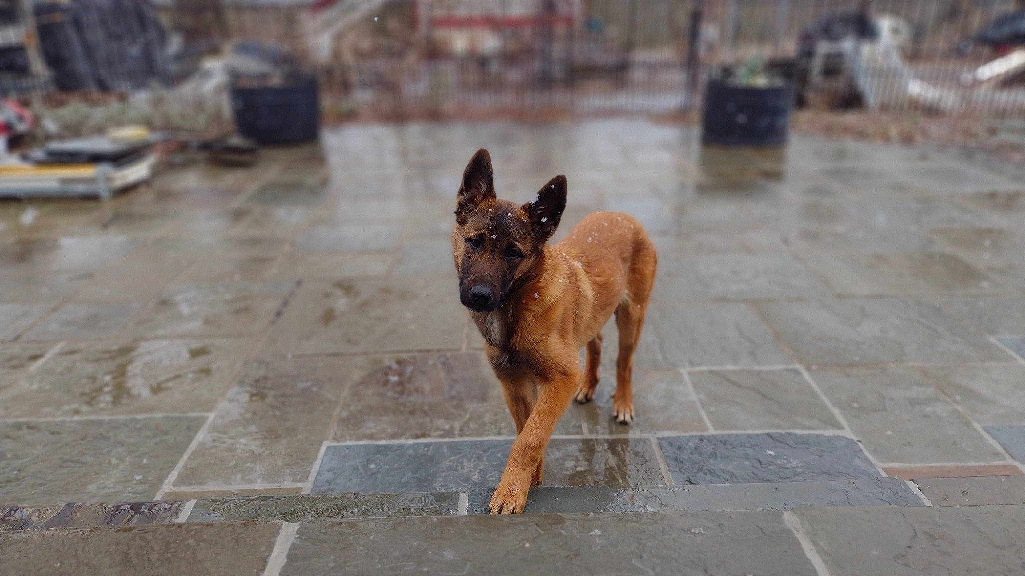 Cedar joined the competition — help win amazing prizes! asphalt, canidae, carnivore, city, dog, dog_breed, event, fawn, flooring, road, road_surface, sidewalk, snout, sporting_group, street, street_dog, tail, terrestrial_animal, working_animal, working_dog