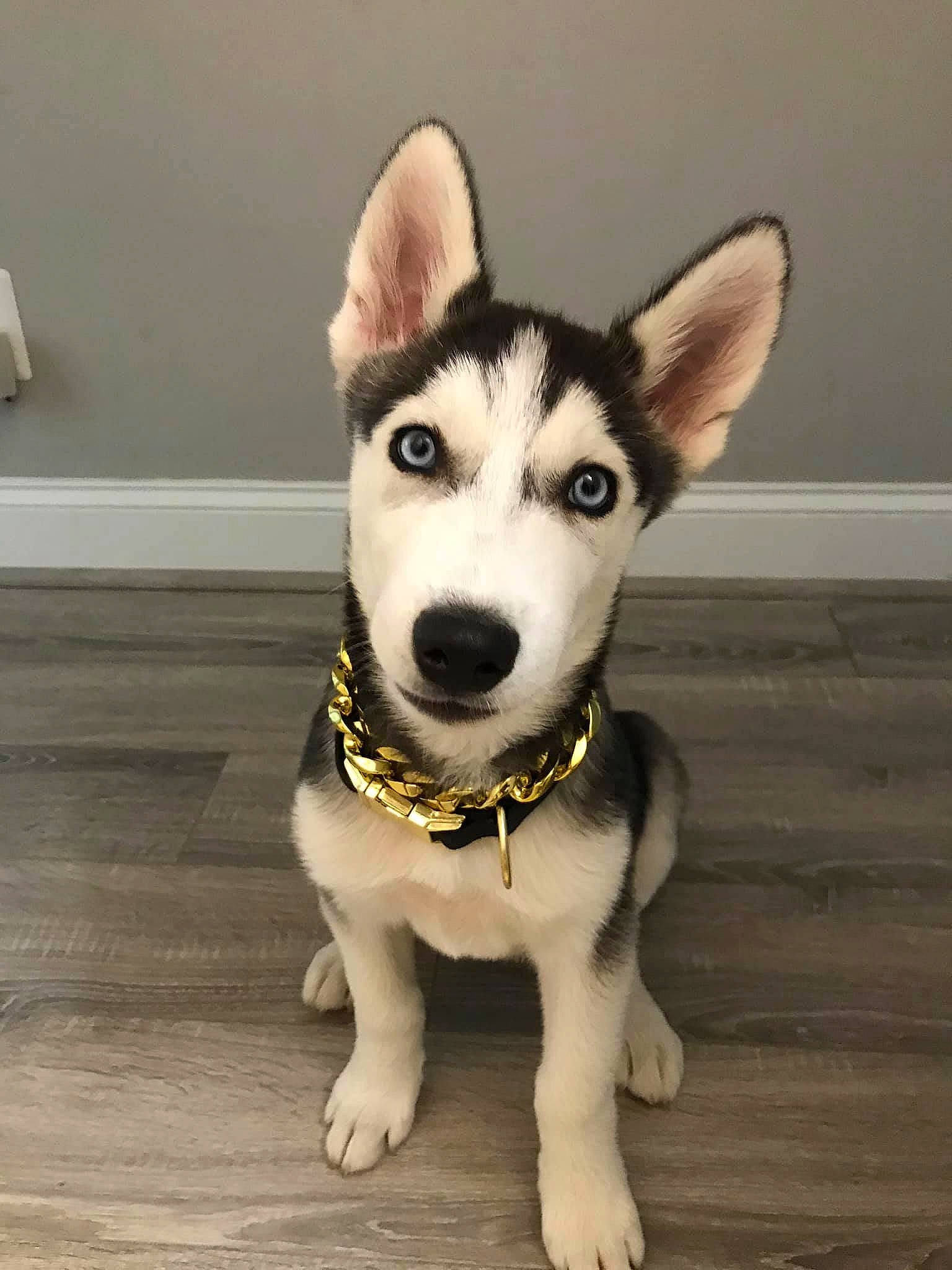 Monie joined the competition — help win amazing prizes! canidae, carnivore, collar, companion_dog, dog, dog_breed, eye, flooring, fur, hardwood, herding_dog, paw, siberian_husky, sled_dog, snout, sporting_group, tail, whiskers, working_animal, working_dog