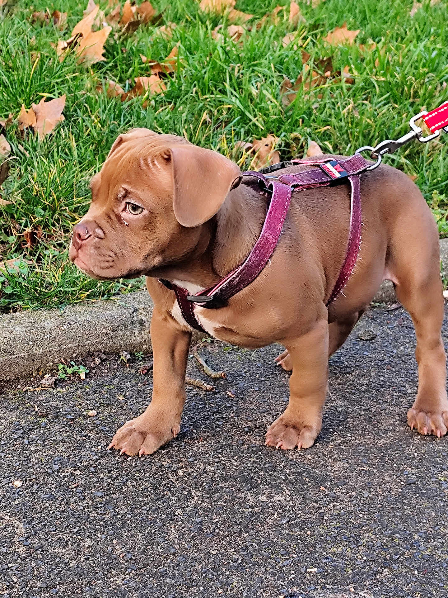 A'Pak a rejoint le concours — aidez-le/la à gagner de superbes lots ! puppy, dog, brown, harness, leash, grass, fallen_leaves, pavement, side_view, alert, outdoor, young_dog, pet, canine, walk, nature, curious, animal, closeup, sidewalk