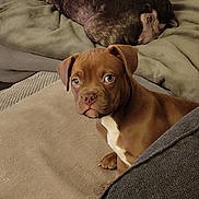 A'Pak participe au concours pour gagner de l'argent avec cette photo : puppy, dog, brown, blanket, sleeping_dog, indoor, pet, cute, animal, canine, bed, cozy, resting, fur, ears, eyes, nose, comfort, home, relaxation
