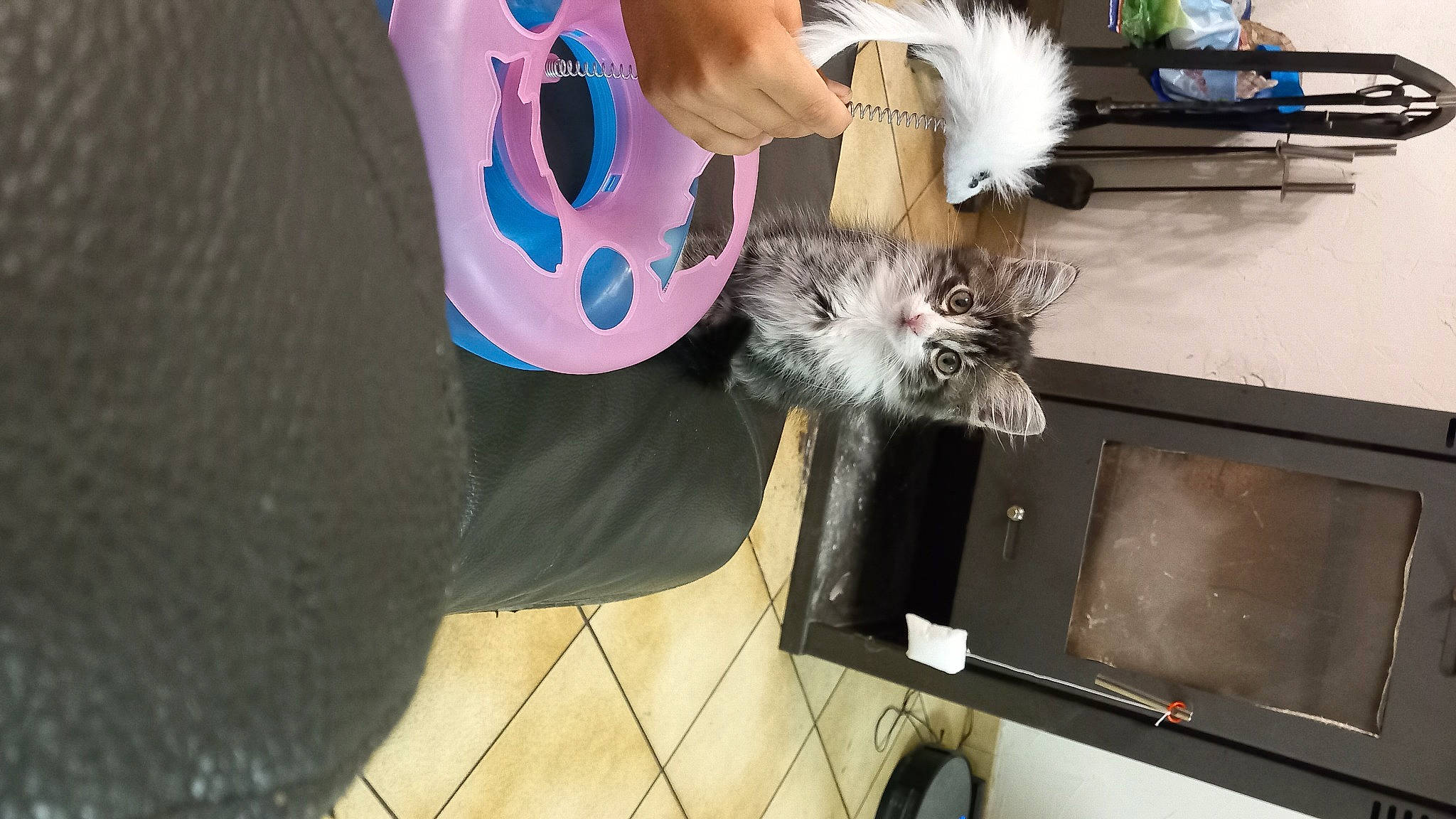 Ponpon a rejoint le concours — aidez-le/la à gagner de superbes lots ! box, canidae, carnivore, cat, companion_dog, domestic_short_haired_cat, felidae, flooring, fur, lap, paw, small_to_medium_sized_cats, whiskers