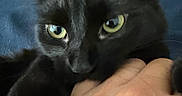 Luna joined the competition — help win amazing prizes! black_cat, cat, hand, close_up, pet, animal, yellow_eyes, playful, fur, indoor, blue_background, nibbling, cute, whiskers, domestic_cat, feline, person_hand, shadow, soft_texture, interaction