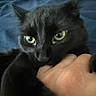 black_cat, cat, hand, close_up, pet, animal, yellow_eyes, playful, fur, indoor, blue_background, nibbling, cute, whiskers, domestic_cat, feline, person_hand, shadow, soft_texture, interaction