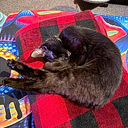 Luna is registered to the contest to win money with this photo: cat, black_cat, sleeping, curled_up, blanket, checkered, red, black, feline, indoor, cozy, resting, fur, whiskers, ear, paw, scratching_post, carpet, colorful, pattern