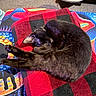 cat, black_cat, sleeping, curled_up, blanket, checkered, red, black, feline, indoor, cozy, resting, fur, whiskers, ear, paw, scratching_post, carpet, colorful, pattern