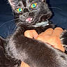 Luna joined the competition — help win amazing prizes! black_cat, cat, pet, animal, paw, hand, claws, eyes, fur, collar, indoor, closeup, playful, grip, expression, whiskers, domestic_cat, feline, night, person