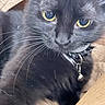 Luna joined the competition — help win amazing prizes! cat, black_cat, close_up, pet, animal, whiskers, yellow_eyes, collar, bell, feline, indoor, soft_surface, relaxed, fur, cute, domestic_animal, portrait, mammal, face, eyes