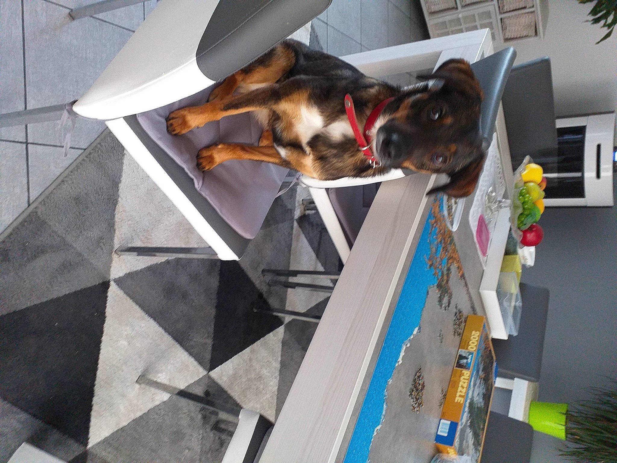 Pipa a rejoint le concours — aidez-le/la à gagner de superbes lots ! canidae, carnivore, companion_dog, dog, dog_breed, sporting_group, working_dog