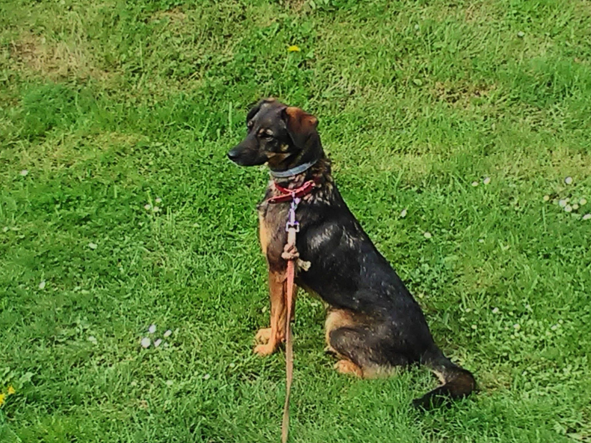 Pipa participe au concours pour gagner de l'argent avec cette photo : canidae, carnivore, dog, dog_breed, grass, hanover_hound, hunting_dog, mammal, sporting_group, tyrolean_hound, vertebrate