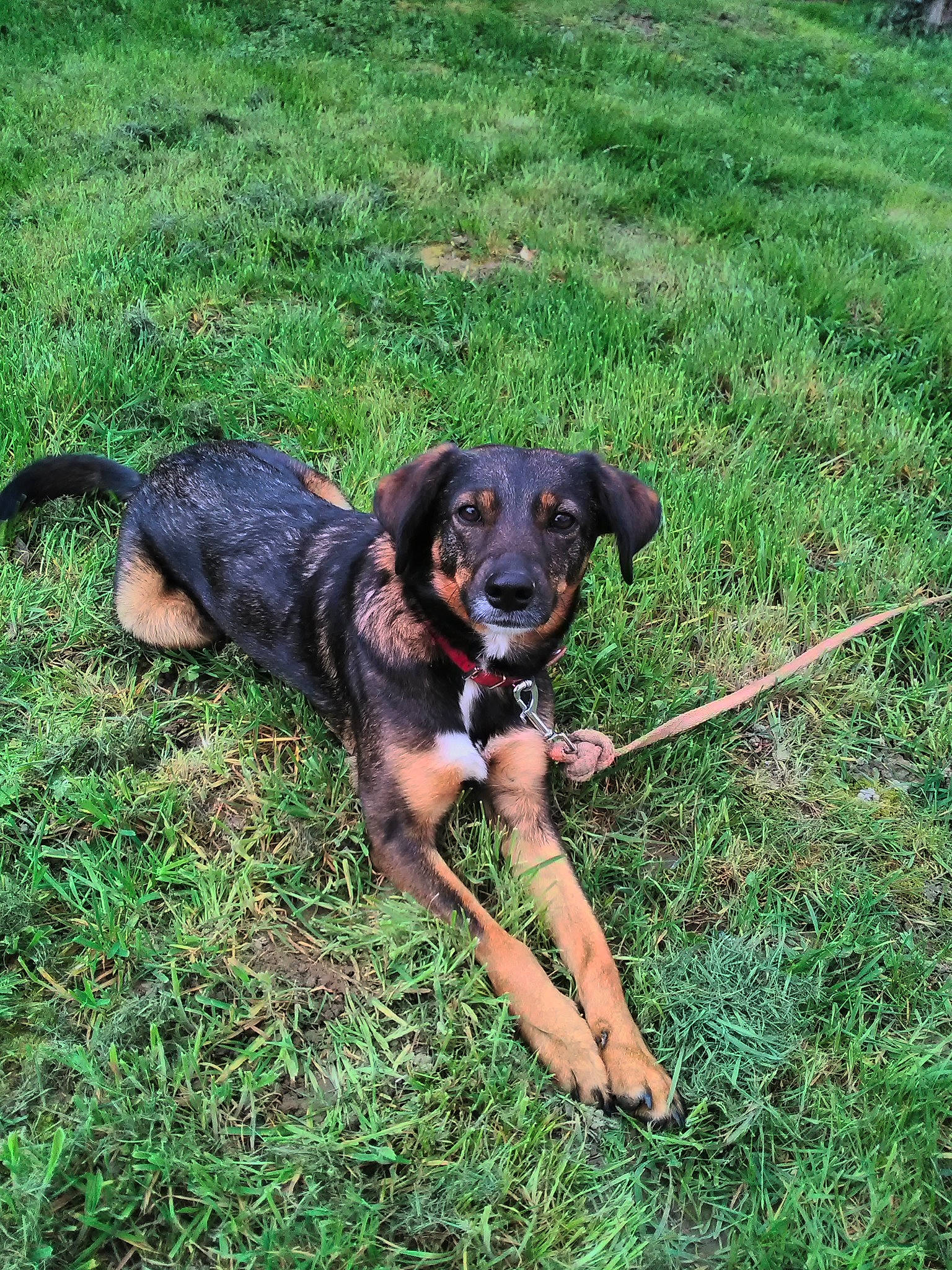 Pipa participe au concours pour gagner de l'argent avec cette photo : canidae, carnivore, dog, dog_breed, hunting_dog, lithuanian_hound, mammal, montenegrin_mountain_hound, rare_breed_dog, sporting_group, tyrolean_hound, vertebrate