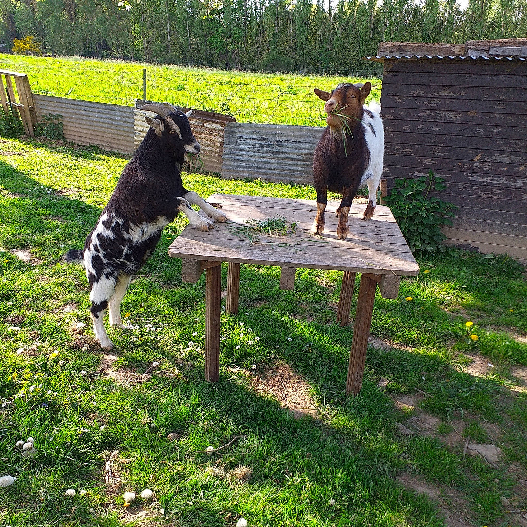 Nouky a rejoint le concours — aidez-le/la à gagner de superbes lots ! bench, canidae, carnivore, dog, dog_breed, furniture, garden, german_shorthaired_pointer, grass, hunting_dog, lawn, pointer, pointing_breed, small_munsterlander, sporting_group, table