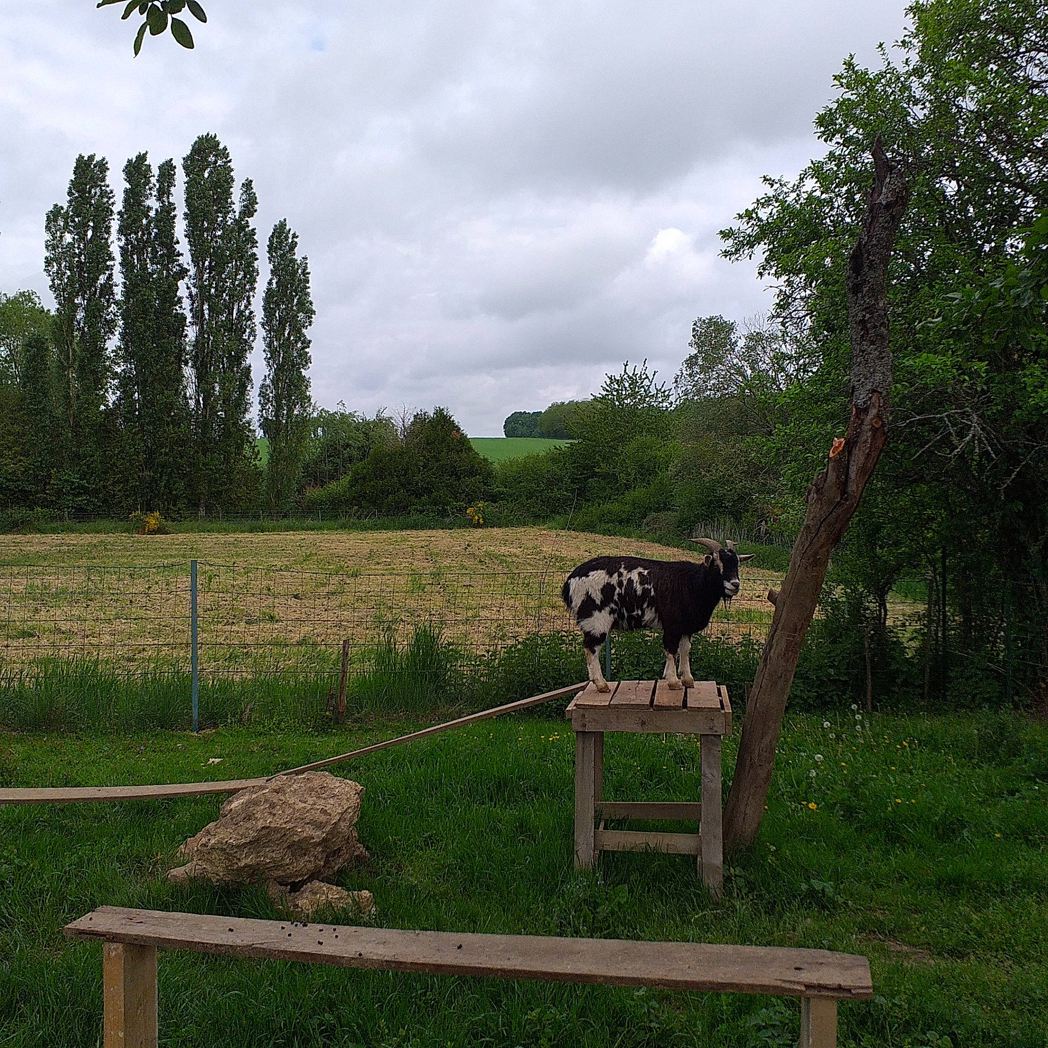 Nouky participe au concours pour gagner de l'argent avec cette photo : bovine, dairy_cow, farm, grass, grassland, landscape, meadow, pasture, plant, rural_area, tree