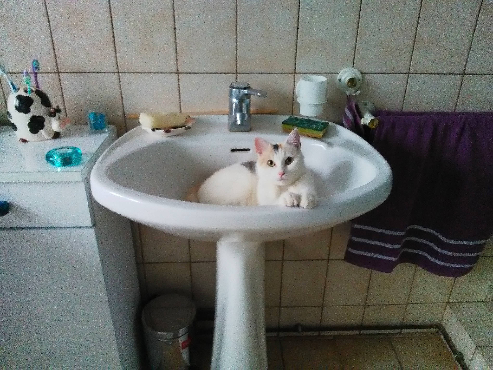 Naya participe au concours pour gagner de l'argent avec cette photo : bathroom, bathroom_accessory, bathroom_sink, bathtub, cat, ceramic, felidae, interior_design, kitten, plumbing, plumbing_fixture, property, room, sink, small_to_medium_sized_cats, tap, tile
