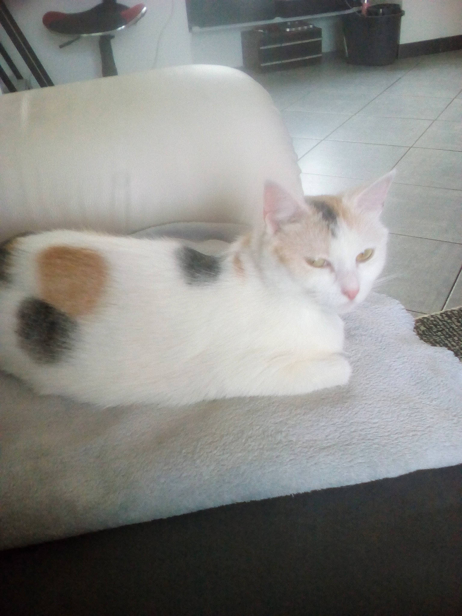 Naya participe au concours pour gagner de l'argent avec cette photo : aegean_cat, carnivore, cat, colorpoint_shorthair, domestic_short_haired_cat, european_shorthair, felidae, fur, khao_manee, kitten, skin, small_to_medium_sized_cats, tail, turkish_angora, turkish_van, whiskers