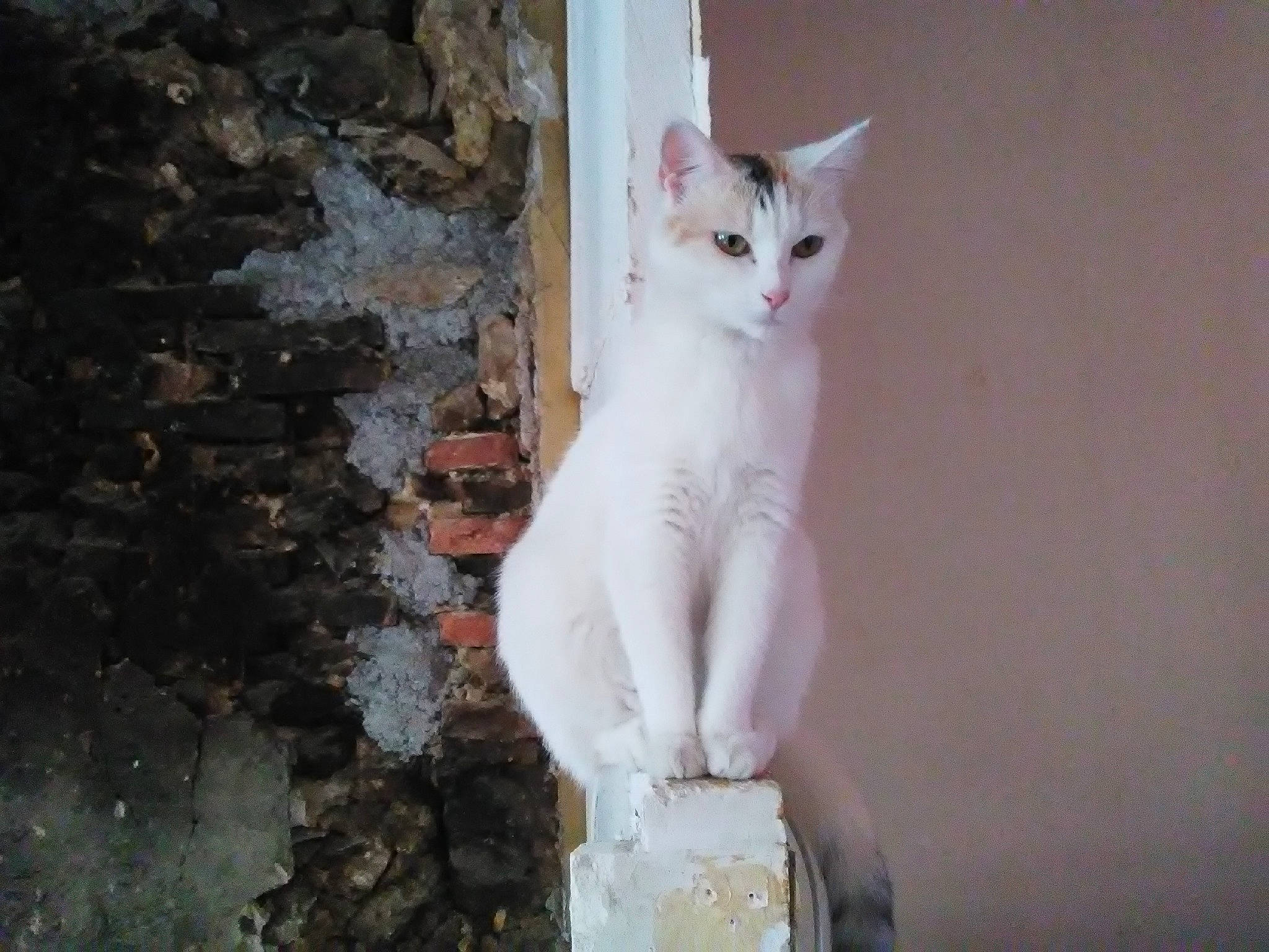 Naya a rejoint le concours — aidez-le/la à gagner de superbes lots ! aegean_cat, asian, carnivore, cat, domestic_short_haired_cat, eye, felidae, khao_manee, mammal, ojos_azules, polydactyl_cat, small_to_medium_sized_cats, tail, turkish_angora, turkish_van, whiskers