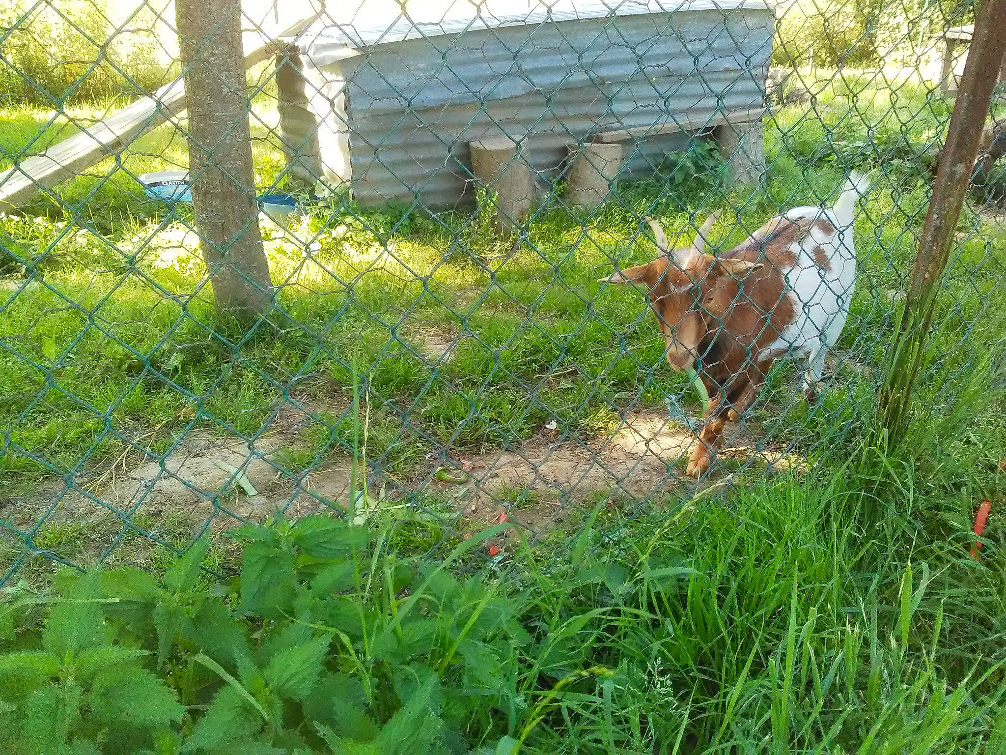 Chipie a rejoint le concours — aidez-le/la à gagner de superbes lots ! canidae, farm, fawn, fence, grass, grass_family, grazing, livestock, meadow, pasture, plant, rural_area, yard