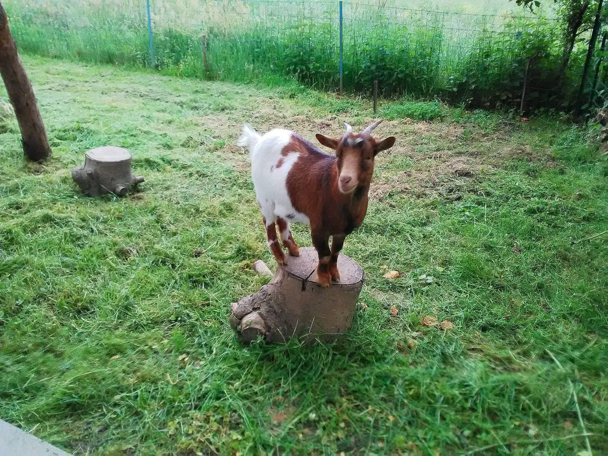 Chipie a rejoint le concours — aidez-le/la à gagner de superbes lots ! adaptation, bovine, cow_goat_family, farm, fawn, fodder, goat, goat_antelope, goats, grass, grazing, horn, livestock, pasture, plant