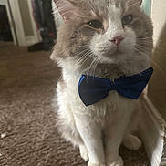 Alfonso is registered to the contest to win money with this photo: cat, bow_tie, indoor, carpet, fluffy, pet, animal, feline, white, gray, sitting, close_up, household, vacuum_cleaner, wall, baseboard, portrait, cute, domestic, calm
