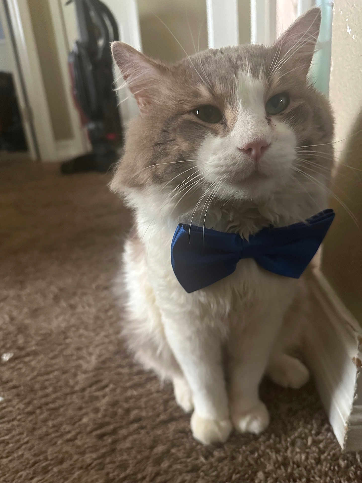 Alfonso is registered to the contest to win money with this photo: cat, bow_tie, indoor, carpet, fluffy, pet, animal, feline, white, gray, sitting, close_up, household, vacuum_cleaner, wall, baseboard, portrait, cute, domestic, calm