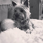 Plume participe au concours pour gagner de l'argent avec cette photo : animal, black_and_white, blanket, companion, cozy, cute, dog, ears, fluffy, fur, furniture, home, indoor, laying_down, nose, pet, portrait, relaxed, small_dog, soft_texture