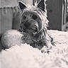 animal, black_and_white, blanket, companion, cozy, cute, dog, ears, fluffy, fur, furniture, home, indoor, laying_down, nose, pet, portrait, relaxed, small_dog, soft_texture