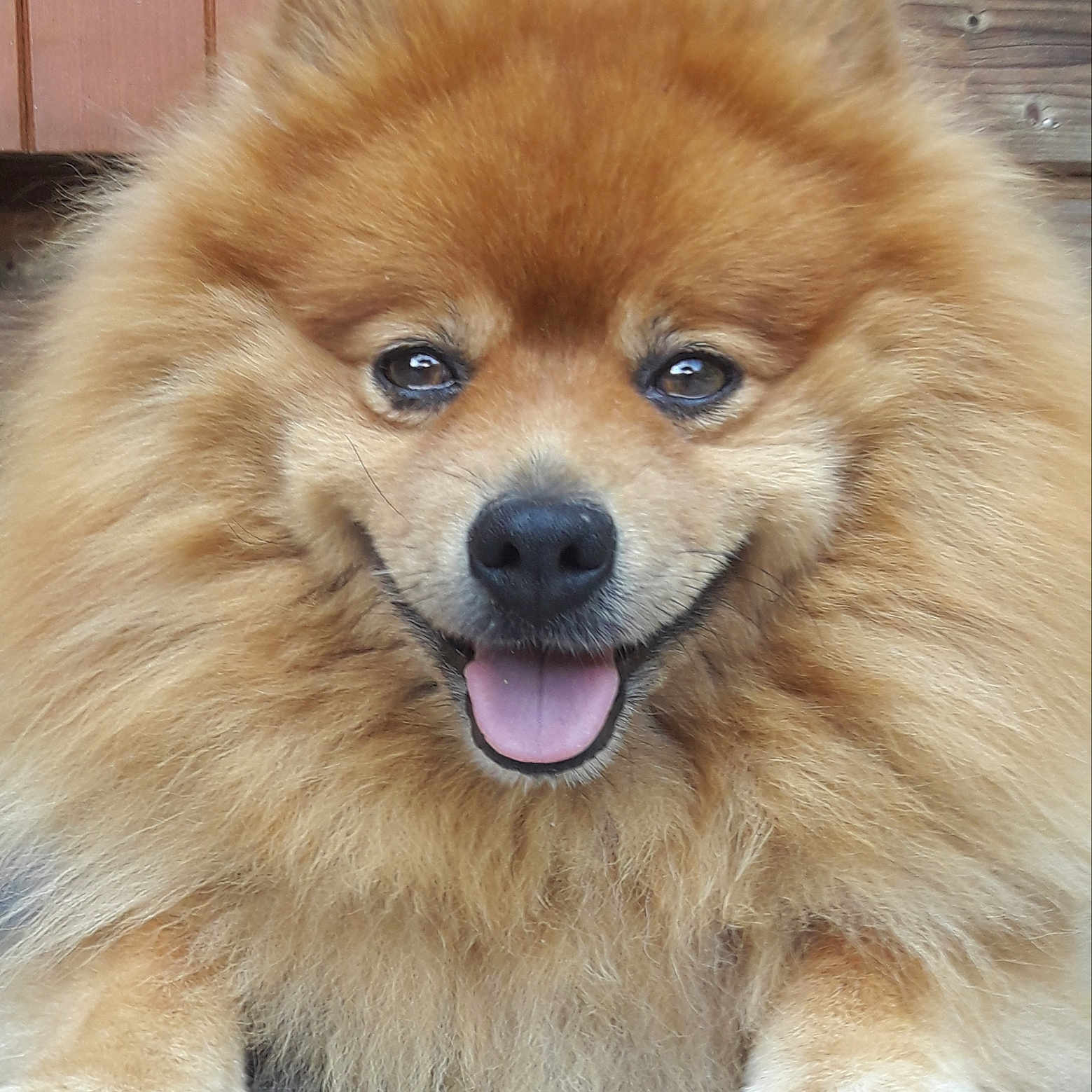Loulou a rejoint le concours — aidez-le/la à gagner de superbes lots ! dog, fluffy, smiling, tongue_out, golden_brown, pet, animal, cute, closeup, fur, face, paws, portrait, happy, canine, outdoor, wooden_background, friendly, domestic_animal, companion