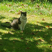 Ms. Kitty joined the competition — help win amazing prizes! animal, cat, collar, curious, daylight, feline, flora, garden, grass, greenery, leaf, mammal, nature, outdoor, pet, relaxed, shadow, sitting, sunlight, wildlife