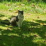 animal, cat, collar, curious, daylight, feline, flora, garden, grass, greenery, leaf, mammal, nature, outdoor, pet, relaxed, shadow, sitting, sunlight, wildlife