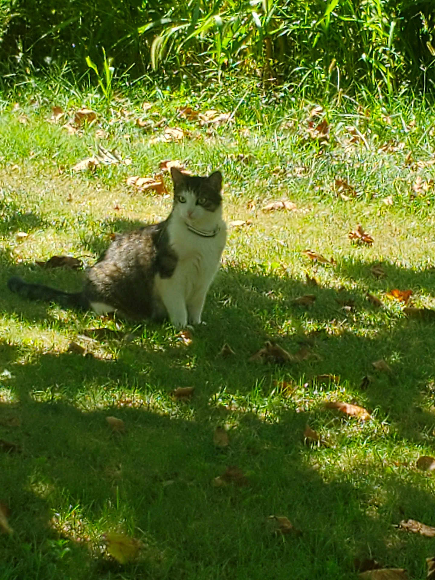 Ms. Kitty