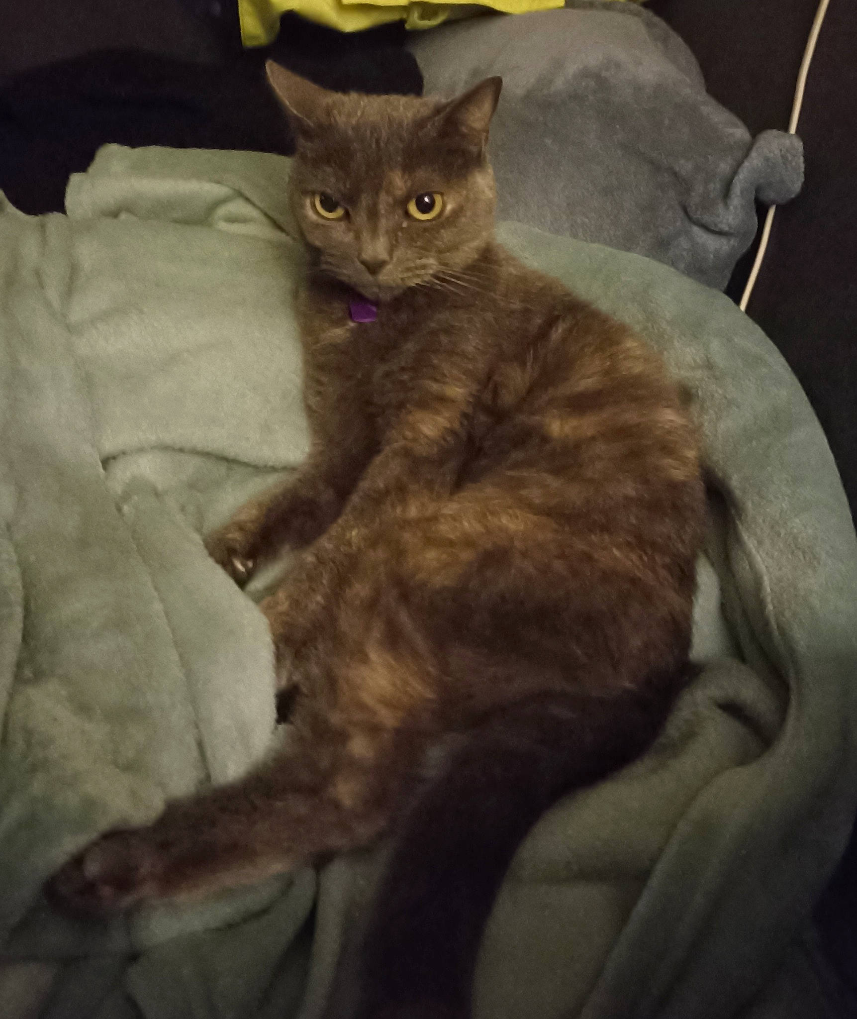 Cana a rejoint le concours — aidez-le/la à gagner de superbes lots ! bed, black_cat, carnivore, cat, claw, comfort, domestic_short_haired_cat, ear, fawn, felidae, fur, grey, linens, mammal, nap, paw, sitting, small_to_medium_sized_cats, tail, whiskers