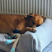 Pablo participe au concours pour gagner de l'argent avec cette photo : dog, sleeping, brown_dog, pet_bed, plush_toy, indoor, tile_floor, radiator, resting, cozy, animal, paw, fur, relaxation, quiet, home, comfort, companion, domestic, peaceful