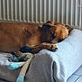 dog, sleeping, brown_dog, pet_bed, plush_toy, indoor, tile_floor, radiator, resting, cozy, animal, paw, fur, relaxation, quiet, home, comfort, companion, domestic, peaceful