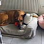 dog, brown_dog, plush_toy, panda_toy, basketball_toy, pet_bed, cushion, indoor, tile_floor, radiator, resting, relaxed, animal, pet, floor, comfort, cozy, home, lying_down, toy