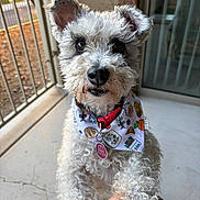 Winnie is registered to the contest to win money with this photo: dog, puppy, curly_fur, white_fur, small_dog, pet, bandana, harness, collar, dog_tag, sitting, portrait, close_up, looking_at_camera, window, balcony, outdoor, sunlight, fluffy, cute