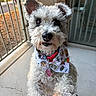 dog, puppy, curly_fur, white_fur, small_dog, pet, bandana, harness, collar, dog_tag, sitting, portrait, close_up, looking_at_camera, window, balcony, outdoor, sunlight, fluffy, cute