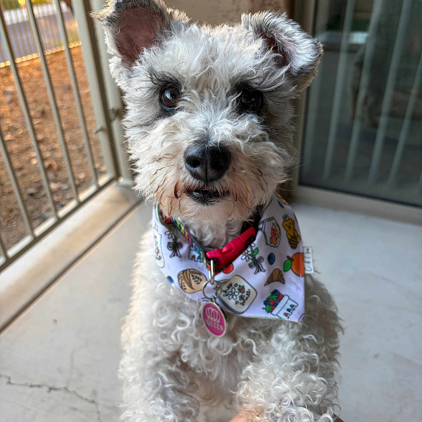 Winnie is registered to the contest to win money with this photo: dog, puppy, curly_fur, white_fur, small_dog, pet, bandana, harness, collar, dog_tag, sitting, portrait, close_up, looking_at_camera, window, balcony, outdoor, sunlight, fluffy, cute