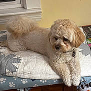 Snickers Krey joined the competition — help win amazing prizes! dog, fluffy, curly_tail, cream_color, quilted_blanket, paw_prints, bedspread, indoor, pet, relaxed, furniture, wooden, books, collar, tag, cozy, fur, animal, laying_down, comfortable