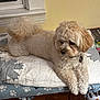 dog, fluffy, curly_tail, cream_color, quilted_blanket, paw_prints, bedspread, indoor, pet, relaxed, furniture, wooden, books, collar, tag, cozy, fur, animal, laying_down, comfortable