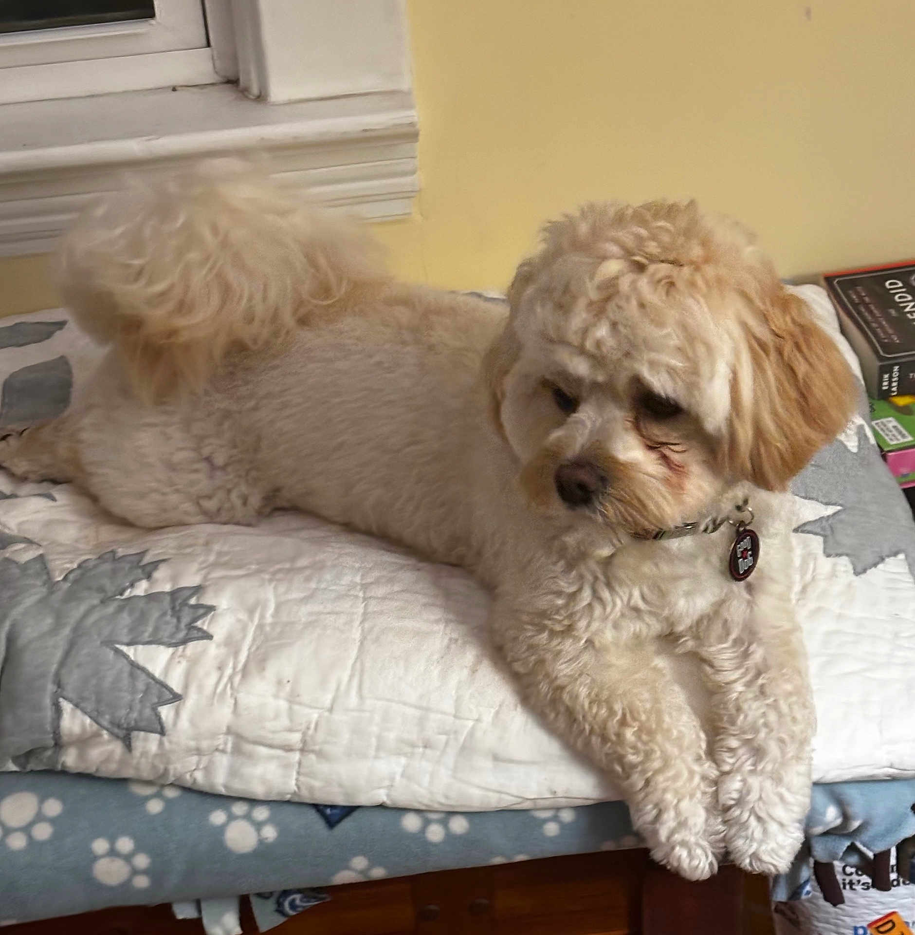 Snickers Krey joined the competition — help win amazing prizes! dog, fluffy, curly_tail, cream_color, quilted_blanket, paw_prints, bedspread, indoor, pet, relaxed, furniture, wooden, books, collar, tag, cozy, fur, animal, laying_down, comfortable