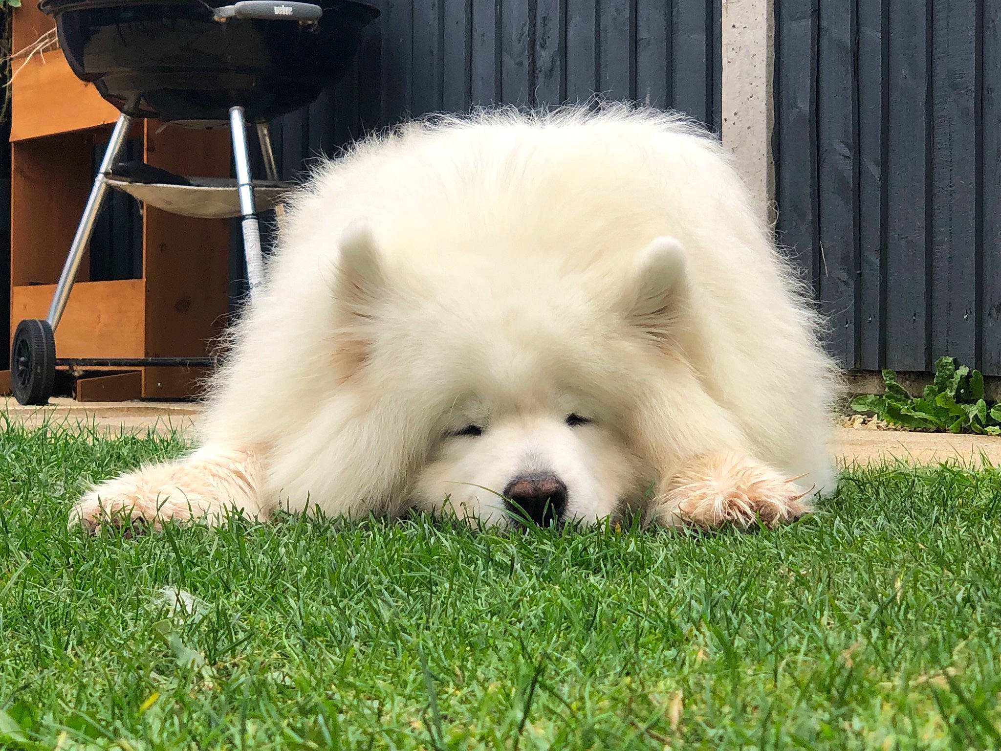 Bramble joined the competition — help win amazing prizes! ancient_dog_breeds, canidae, carnivore, chair, companion_dog, dog, dog_breed, fawn, fur, german_spitz, german_spitz_klein, german_spitz_mittel, grass, snout, spitz, sporting_group, stool, toy_dog, volpino_italiano, working_dog