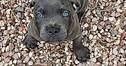Luna joined the competition — help win amazing prizes! adorable, animal, blue_eyes, canine, curious, cute, dog, gray_fur, ground, looking_up, nature, outdoor, pet, playful, puppy, rocks, sitting, small_stones, tail, young_dog