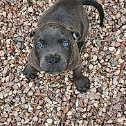 Luna is registered to the contest to win money with this photo: adorable, animal, background, blue_eyes, canine, curious, cute, dog, fur, looking_up, nature, outdoor, pet, puppy, rocks, sitting, small_stones, texture, young_animal, young_dog