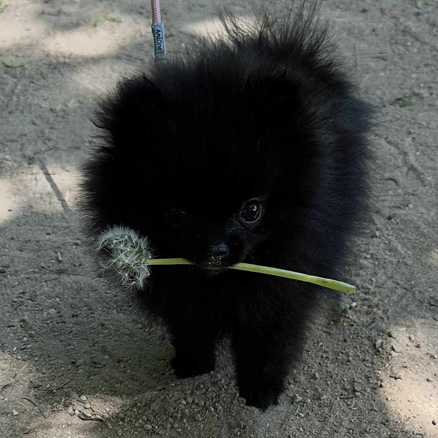 Aria a rejoint le concours — aidez-le/la à gagner de superbes lots ! accessories, animal, ankle, baby, blackcat, bodypart, canine, cat, clothing, footwear, kitten, leash, person, pet, road, sandal, shoe, sneaker, soil, strap