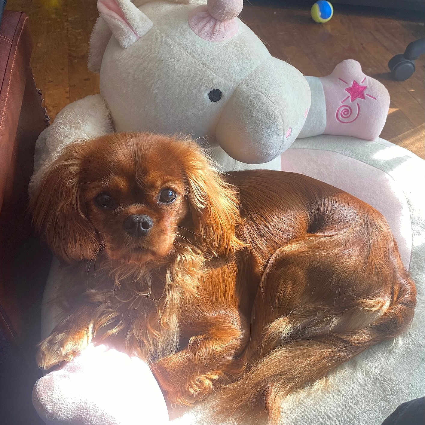 Alba a rejoint le concours — aidez-le/la à gagner de superbes lots ! dog, brown_dog, plush_bed, unicorn_bed, stuffed_animal, pet, indoor, wooden_floor, sunlight, toy_ball, relaxing, cute, cozy, fur, animal, companion, domestic, laying_down, home, warm_light