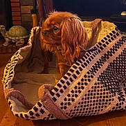 Alba a rejoint le concours — aidez-le/la à gagner de superbes lots ! dog, brown_dog, basket, woven_basket, long_ears, pet, indoor, wooden_floor, decor, figurine, turtle_figurine, cozy, warm_lighting, looking_sideways, animal, home, floor, patterned_basket, small_dog, fur